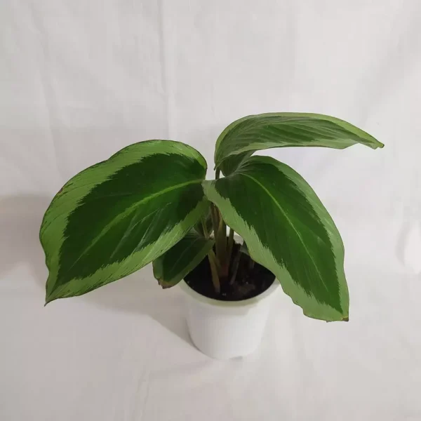 Calathea Bicajoux ‘Cobra Pink’ - Image 2