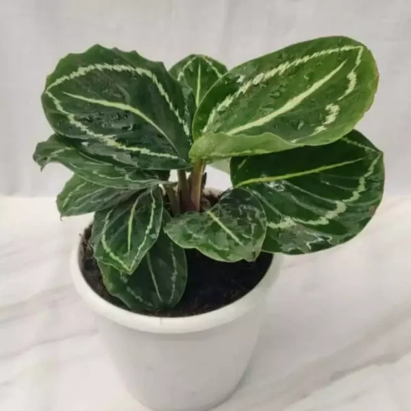 Calathea Green Lipstick Plant - Image 2