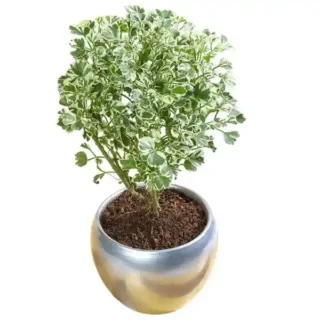 Aralia Miniature Variegated Plant