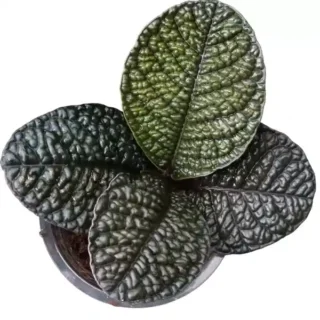Labisia Snake Skin