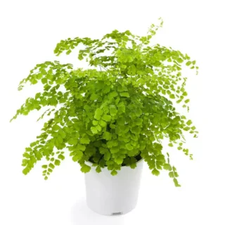 Maiden Hair Fern