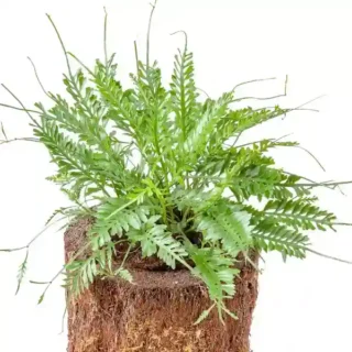 Kenzoi Fern, Asplenium x kenzoi – Bird’s Nest Fern