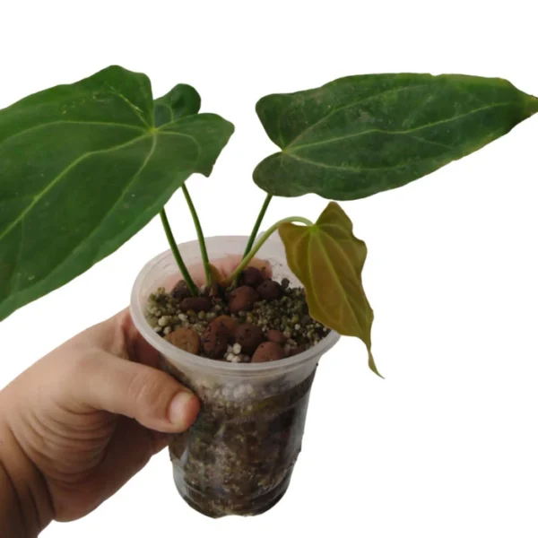 Anthurium Papillilaminum- Rare - Image 3