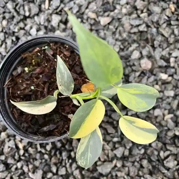 PHILODENDRON SILVER SWORD VARIEGATED - Rare - Image 2