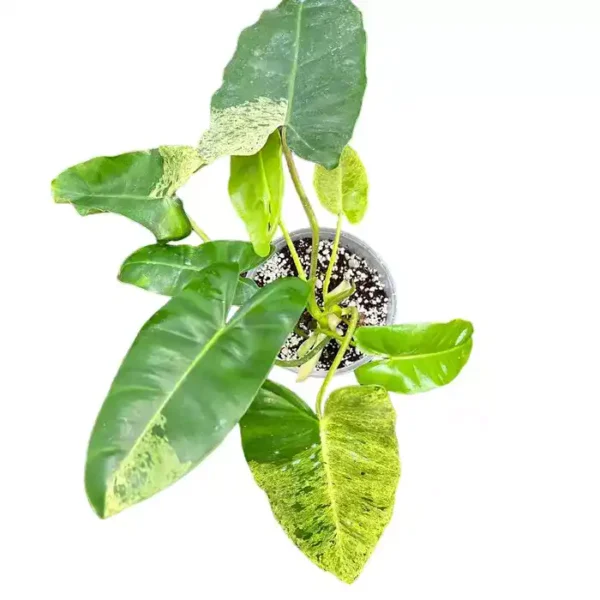 Philodendron Burle Marx Mint - Very Rare - Image 2