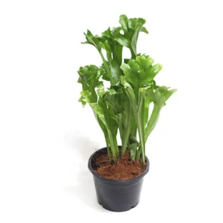 Microsorum Punctatum 'Grandiceps' (Polypodium Punctatum)