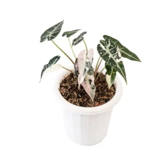Alocasia Bambino Variegated - Rare
