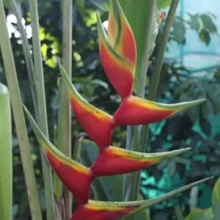 Heliconia Aurea Chalko- Rhizomes