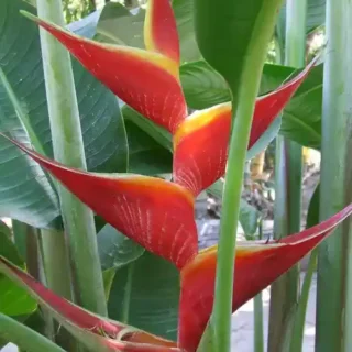 Heliconia Kawauchi- Rhizomes