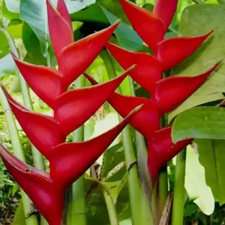 Heliconia St. Rose- Rhizomes
