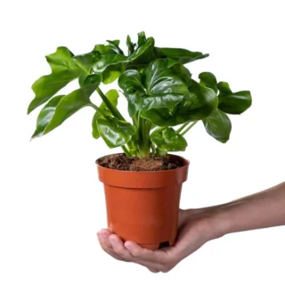 Philodendron 'Atom'