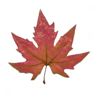 Platanus Orientalis, Chinar Tree- Plant