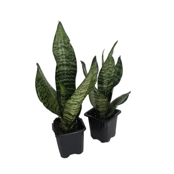 Snake Plant | Sansevieria Black Coral - Image 2