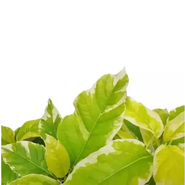 Pisonia Grandis Variegated | Variegated Moonlight Tree | Variegated LettuceTree - Rare - Image 2