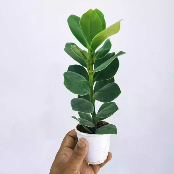 Clusia Princess Autograph Plant - Image 2