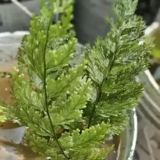 Water Fern - Rare