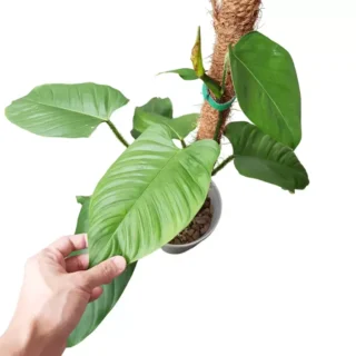 Philodendron Genevieveanum - Rare