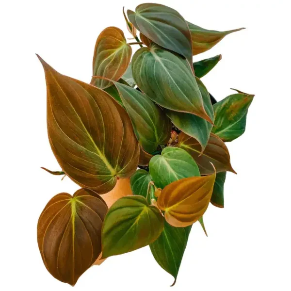 Philodendron Mican plant - Image 2