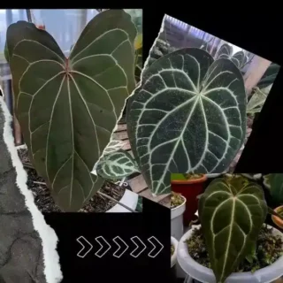ANTHURIUM RED KASMAN | (Papi unique veins x Crystall Hyb) - Rare