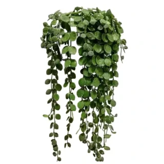 Dischidia Imbricata (Kidney plant)