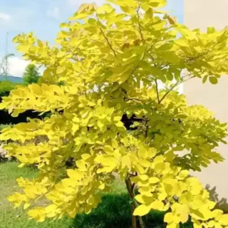 Dendrolobium umbellatum Aurea, Yellow Desmodium - Rare