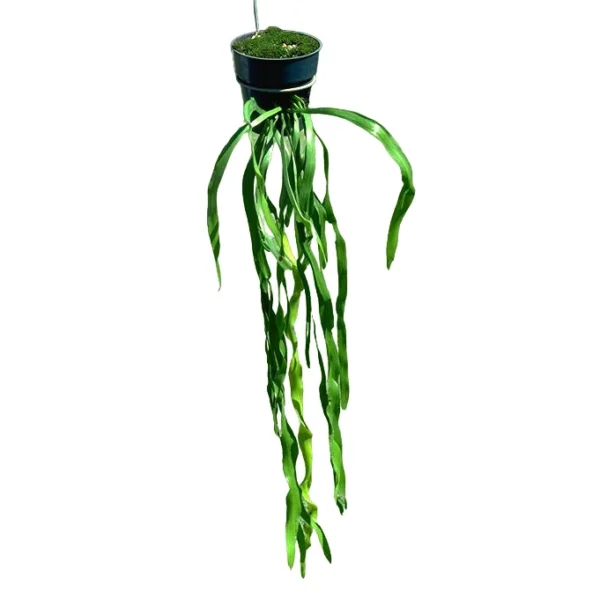 Ophioglossum Pendulum Fern | Ophioglossaceae Fern - Rare - Image 3