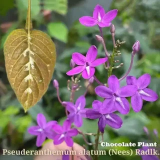 Pseuderanthemum Alatum Chocolate Plant - Rare