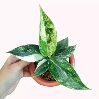 Aglaonema Siam Jade Variegated- Rare Plants