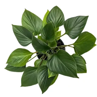 Homalomena Emerald Gem