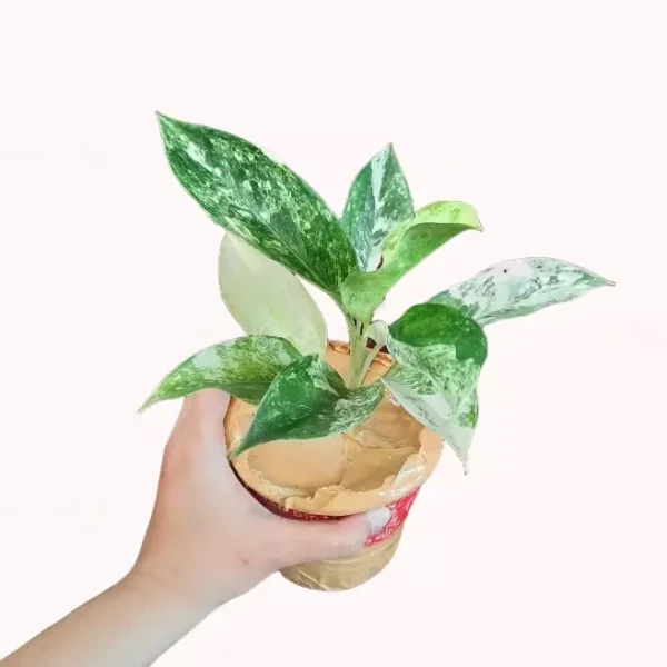 Aglaonema Siam Jade Variegated- Rare Plants - Image 2
