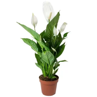 Peace Lily, Spathiphyllum Plant