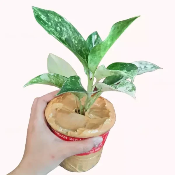 Aglaonema Siam Jade Variegated- Rare Plants - Image 3