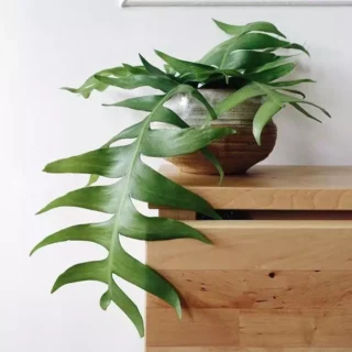 Selenicereus Chrysocardium (Fern Leaf Cactus)
