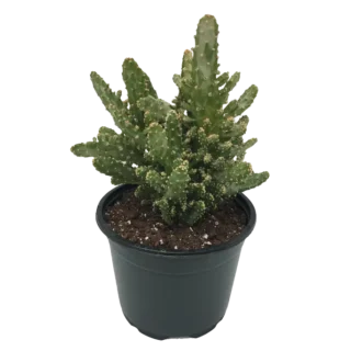 Opuntia Monacantha Cactus plant