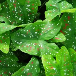 Caladium Florida Bicolor - Tuber