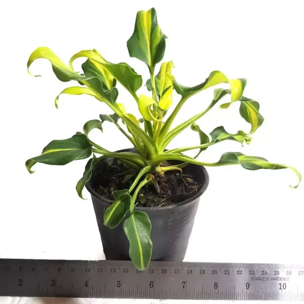 Philodendron Xanadu Yellow Variegated - Bushy Plant - Image 3