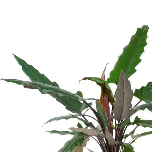 Alocasia Lauterbachiana, Purple Sword Tree (Rare) - Image 2
