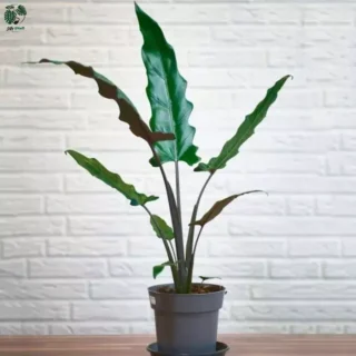 Alocasia Lauterbachiana, Purple Sword Tree (Rare)