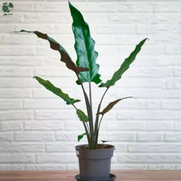 Alocasia Lauterbachiana, Purple Sword Tree (Rare)