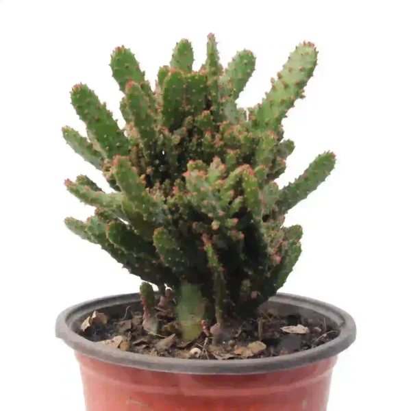 Opuntia Monacantha Cactus plant - Image 3