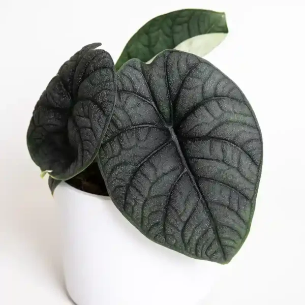 Alocasia Melo- Rare - Image 2