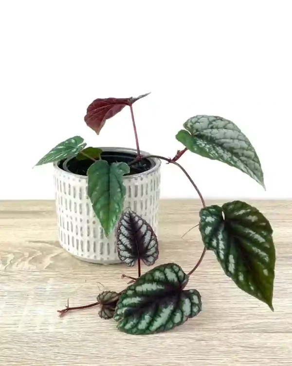 Cissus Discolor, Rex Begonia Vine - Rare Plant - Image 3