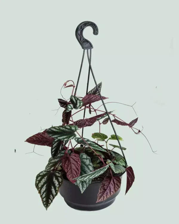 Cissus Discolor, Rex Begonia Vine - Rare Plant - Image 2