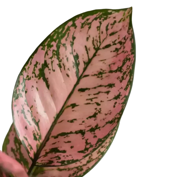 Aglaonema Anjamani - Image 2