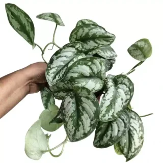 Scindapsus 'Unknown'- Rare