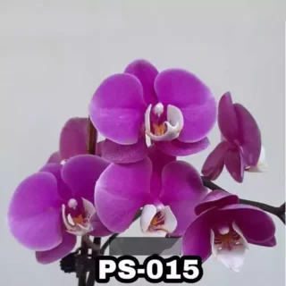 Phalaenopsis Ps-015