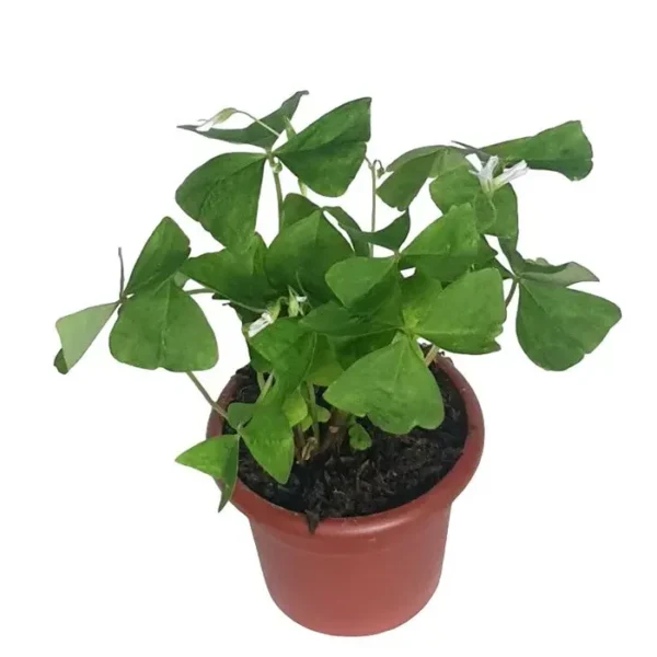 Oxalis Triangularis , Butterfly Plant Green – Corm (Bulb) - Image 3