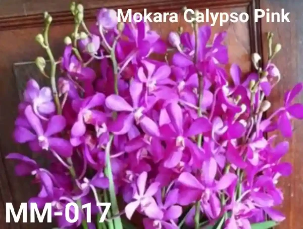 MM-017~Mokara Matured Plant(Mokara Calypso Pink)