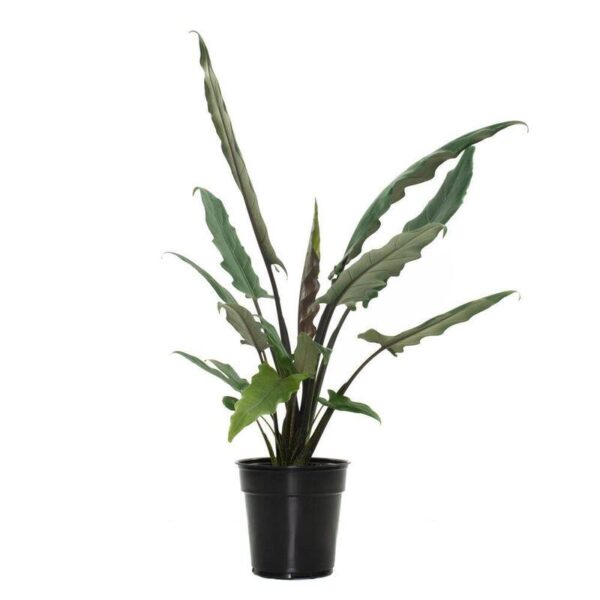 Alocasia Lauterbachiana, Purple Sword Tree (Rare) - Image 3