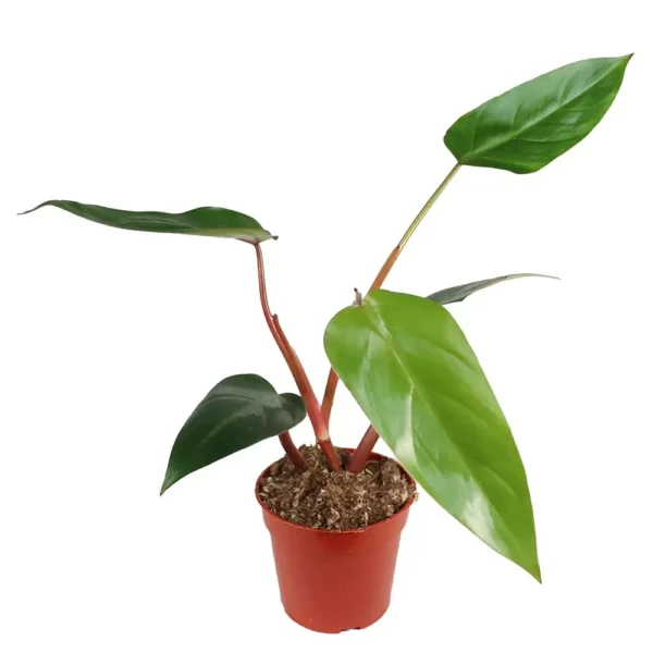 Philodendron Red Emerald - Image 3